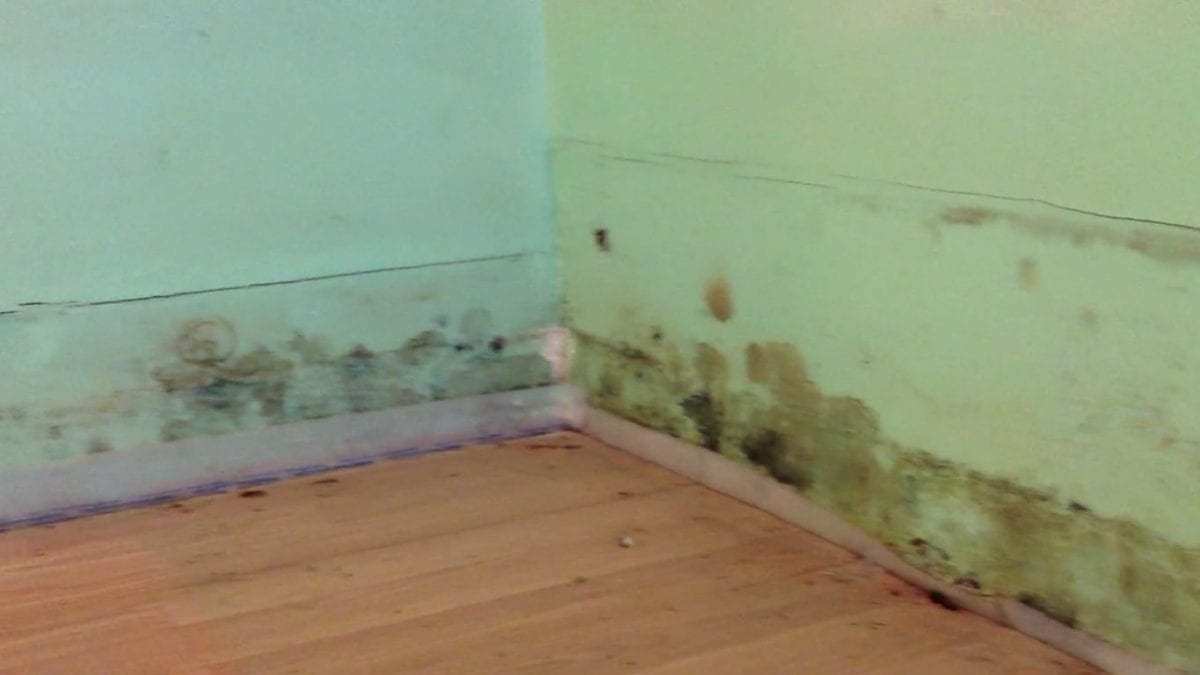 Moldy wall boards ready to be removed and replaced by D-Bug Waterproofing