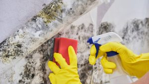 Mold Remediation from D-Bug Waterproofing