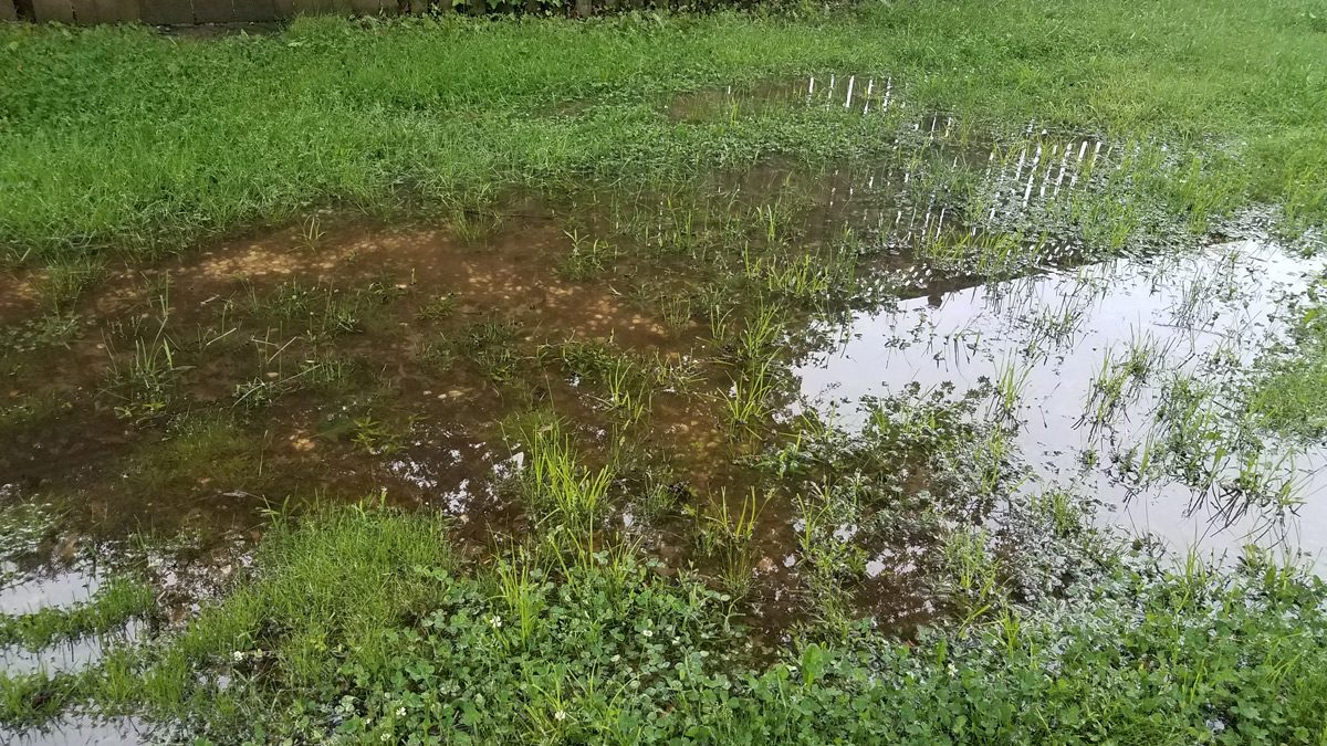 Flooded Lawn Due to Runoff