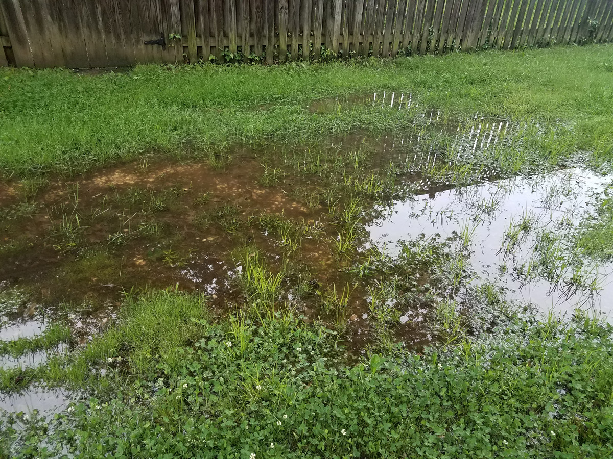 Flooded Lawn Due to Runoff