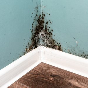 Mold in Corner of Basement