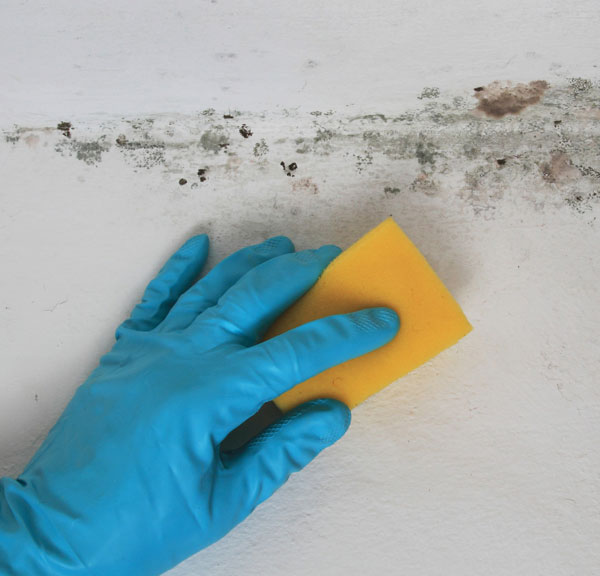 Mold Remediation by D-Bug Waterproofing