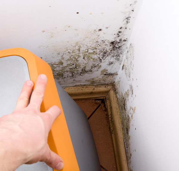 Mold in basement corner