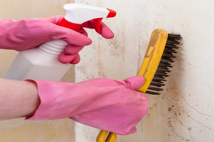 Mold remediation with spray ad brush at D-Bug Waterproofing